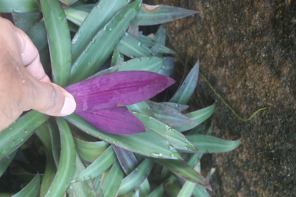 Tradescantia spathacea Sw.